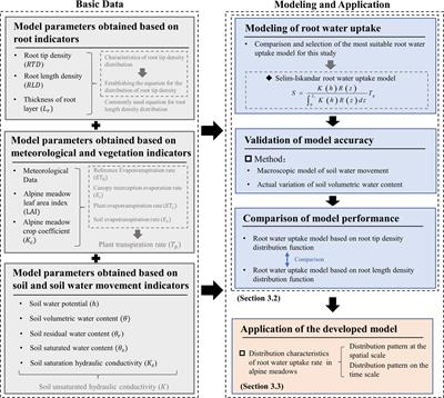 Construction of root tip density function and root water uptake characteristics in alpine meadows